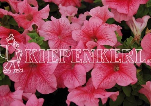 Petunia grandiflora Finity Red Vein