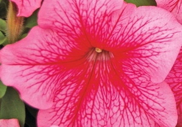 Petunia grandiflora Finity Red Vein