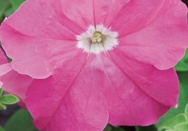 Petunia grandiflora Finity Rose