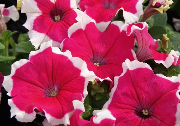 Petunia grandiflora Finity Rose Frost