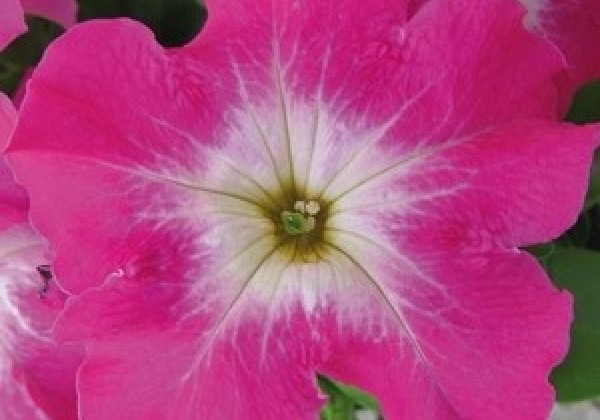 Petunia grandiflora Finity Rose Morn