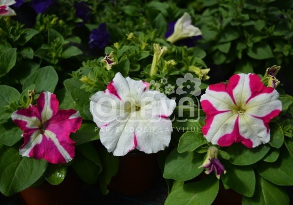 Petunia grandiflora Finity Rose Star
