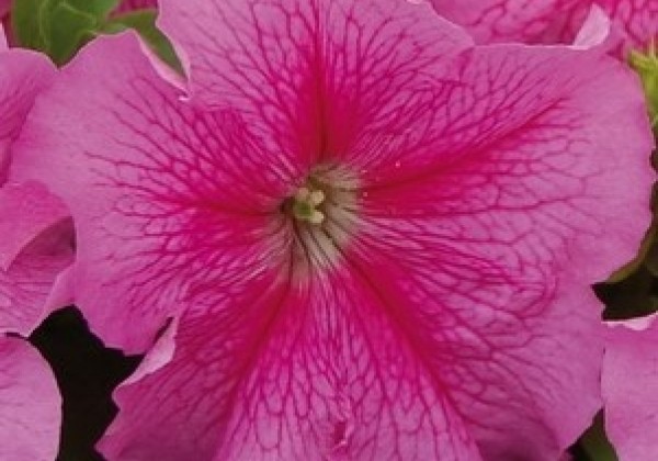 Petunia grandiflora Finity Rose Vein