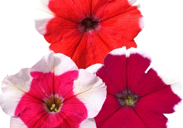 Petunia grandiflora Finity Frost Mix