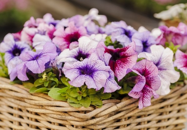 Petunia grandiflora Finity F1