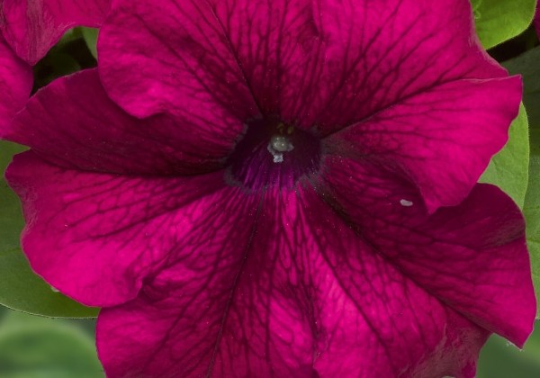 Petunia grandiflora Musica Burgundy