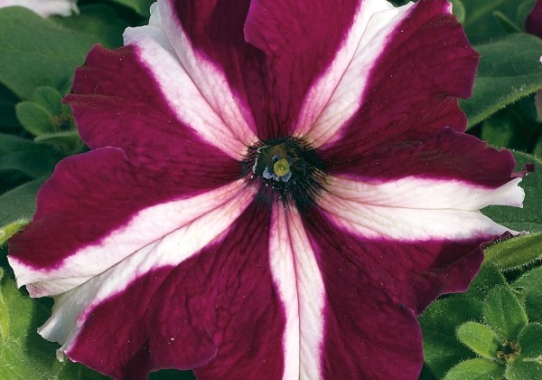 Petunia grandiflora Musica Crimson Star