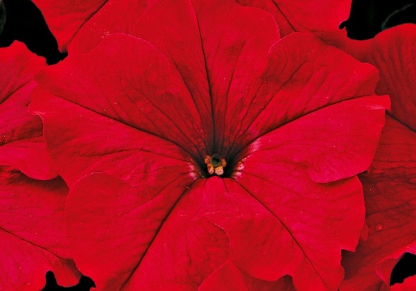Petunia grandiflora Musica Red
