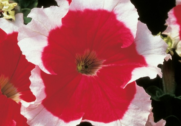 Petunia grandiflora Musica Red Frost