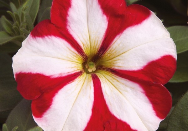 Petunia grandiflora Musica Red Star