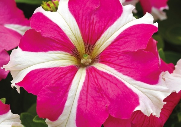 Petunia grandiflora Musica Rose Star