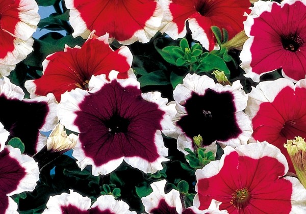 Petunia grandiflora Musica Frost Mix