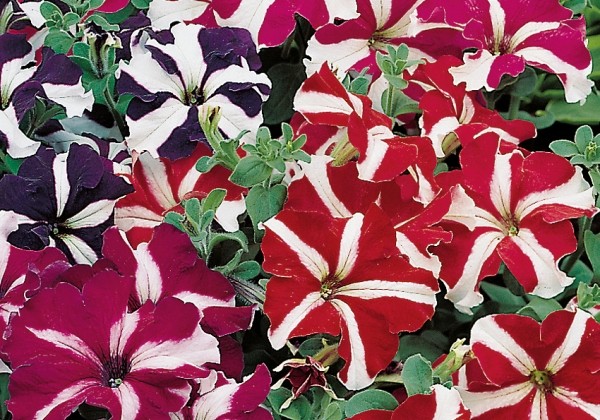 Petunia grandiflora Musica Star Mix