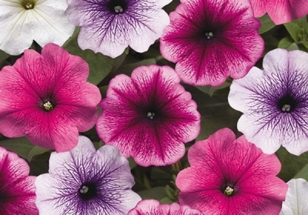 Petunia grandiflora Musica Vein Mix
