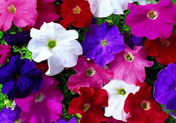 Petunia grandiflora Musica Elite Mix