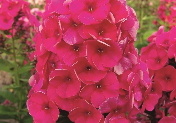 Phlox paniculata Adessa Compact Rose