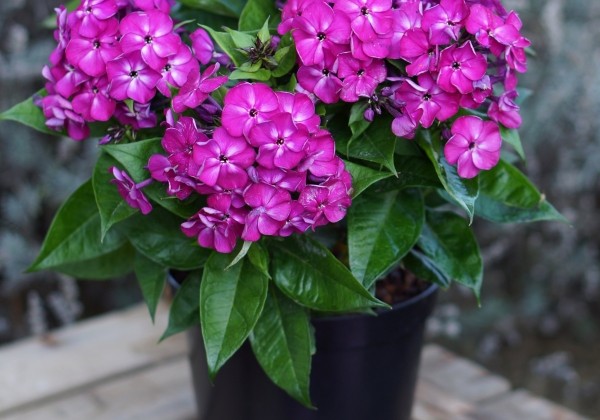 Phlox paniculata Adessa Compact Purple XXL)