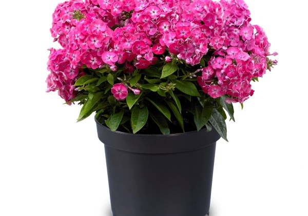 Phlox paniculata Adessa Compact (Salmon) Rose