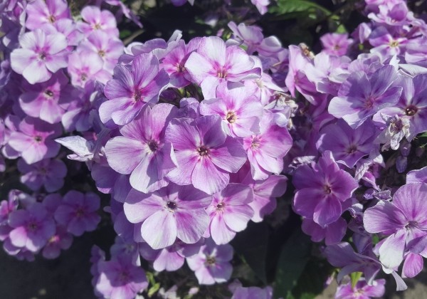 Phlox paniculata Adessa Compact Lilac (XXL)