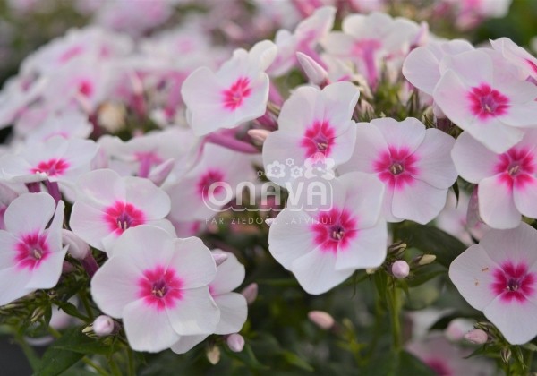 Phlox paniculata Adessa Pink Star