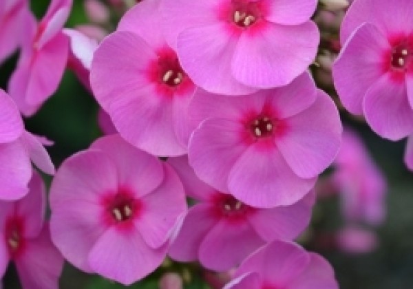 Phlox paniculata Adessa Rose Eye