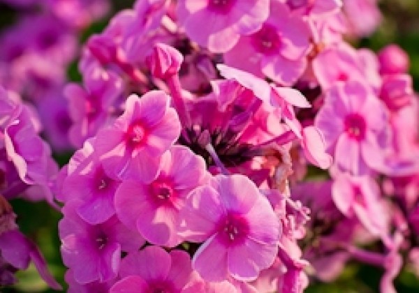 Phlox paniculata Adessa Rose Eye