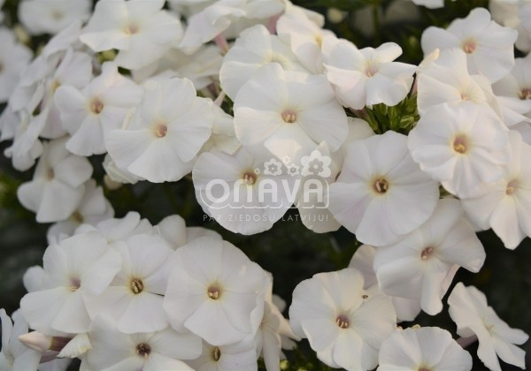 Phlox paniculata Adessa White