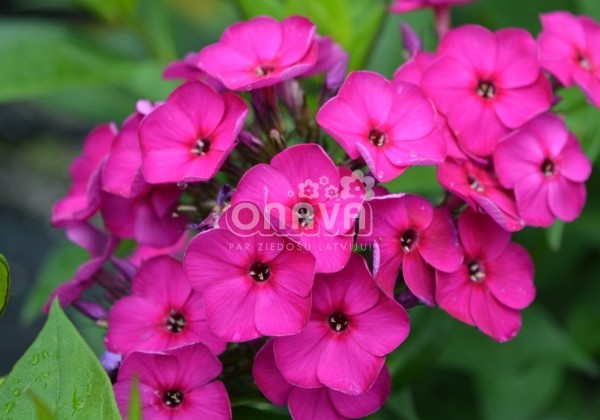 Phlox paniculata Adessa Special Deep Purple (XXL)