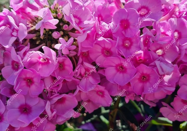 Phlox paniculata Adessa Special Pink Center