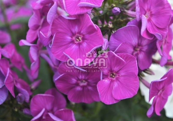 Phlox paniculata Adessa Special Purple Star (XXL)
