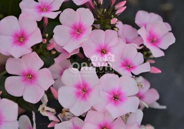Phlox paniculata Bright Eyes