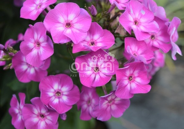 Phlox paniculata Laura (XXL)