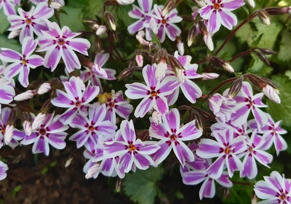 Phlox subulata Candy Stripes