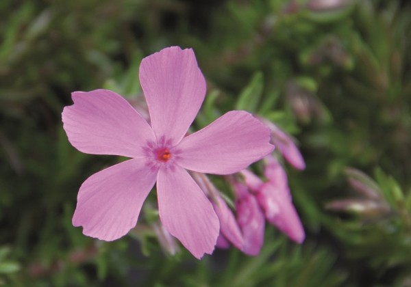 Phlox subulata Drummond Pink