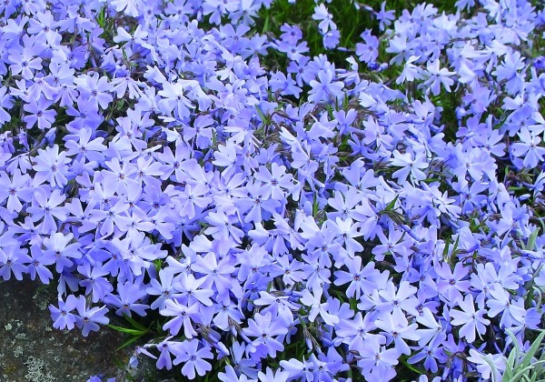 Phlox subulata Emerald Cushion Blue