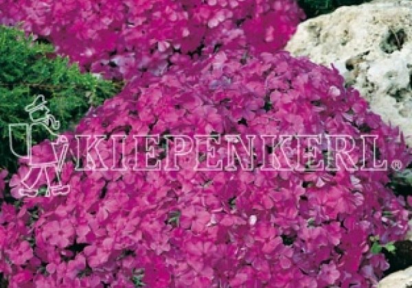 Phlox subulata Mc Daniels Cushion