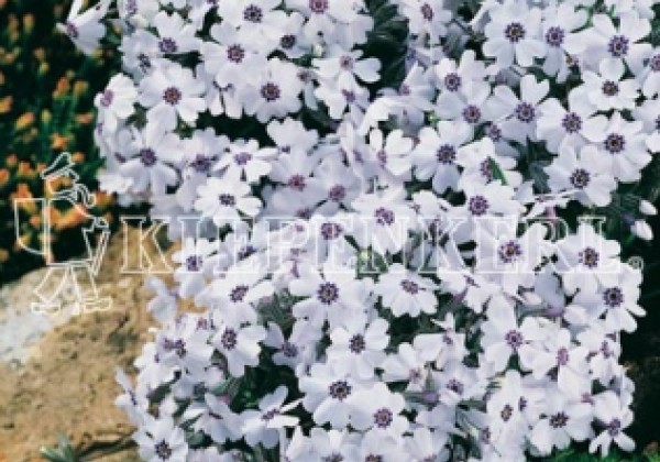 Phlox subulata Pharao Blue Eye