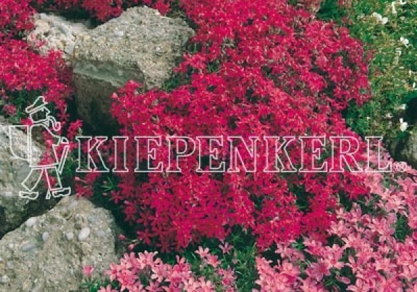 Phlox subulata Red Wing