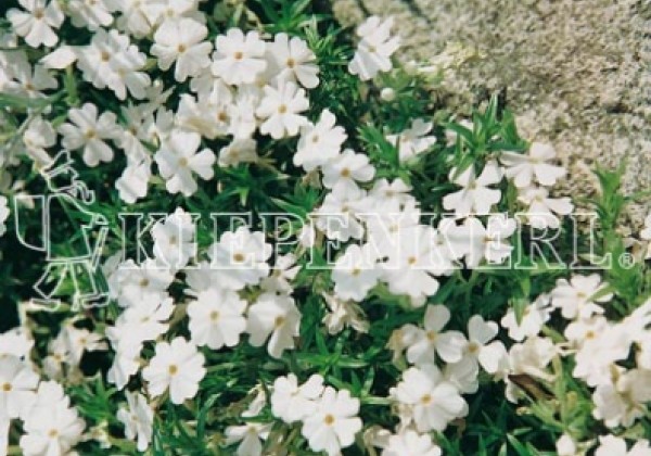 Phlox subulata White Delight