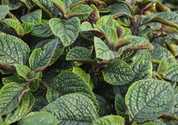 Plectranthus fruticosus Nikki