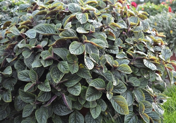 Plectranthus fruticosus Nikki
