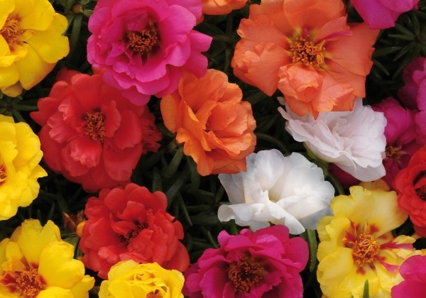 Portulaca grandiflora Macarena Mix