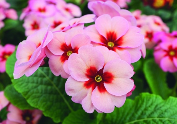 Primula elatior Inara Apricot with Red Eye