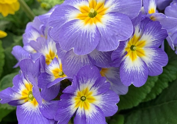 Primula elatior Inara Blue Bicolor