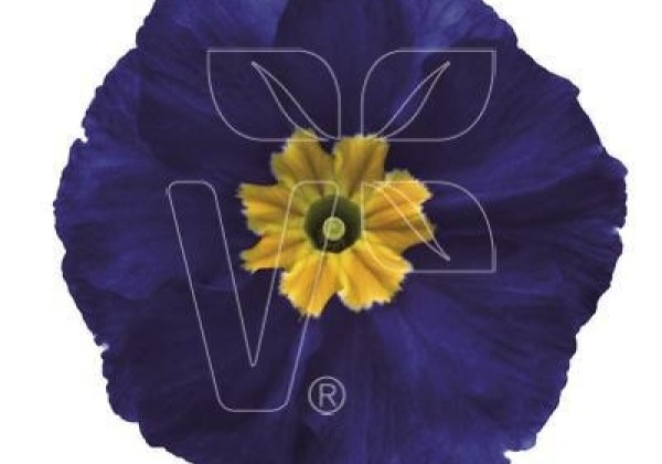 Primula elatior Inara Blue