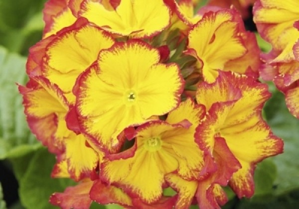 Primula elatior Inara Flame