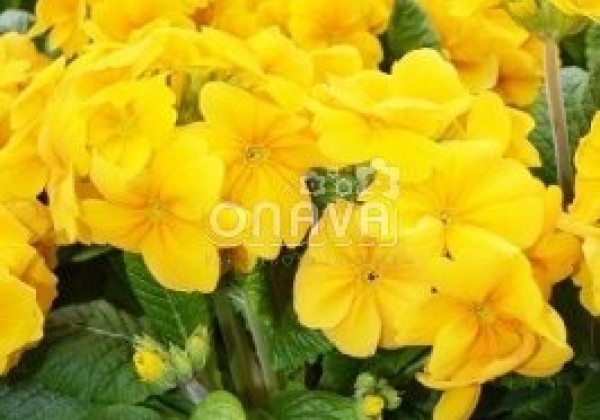 Primula elatior Inara Gold
