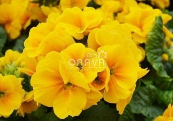 Primula elatior Inara Gold