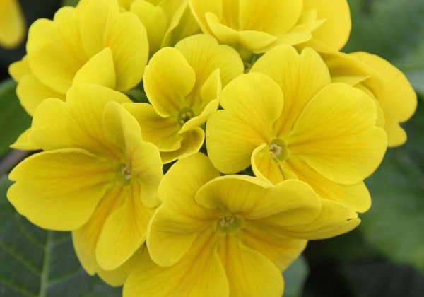 Primula elatior Inara Lemon Yellow