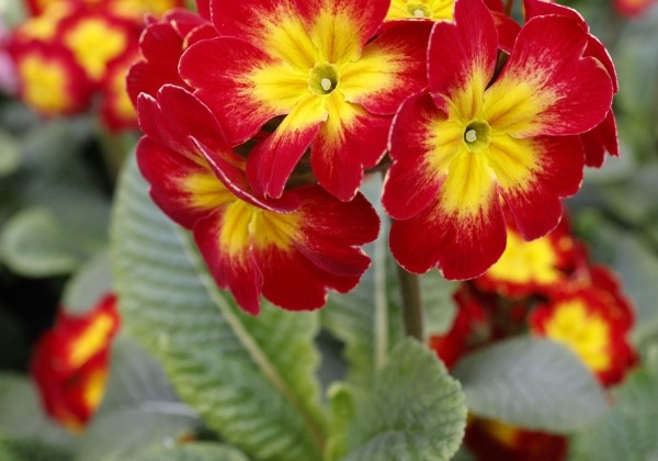 Primula elatior Inara Red Fire